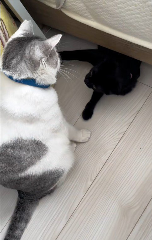 ベッドの下に隠れている猫とそれを見ている猫