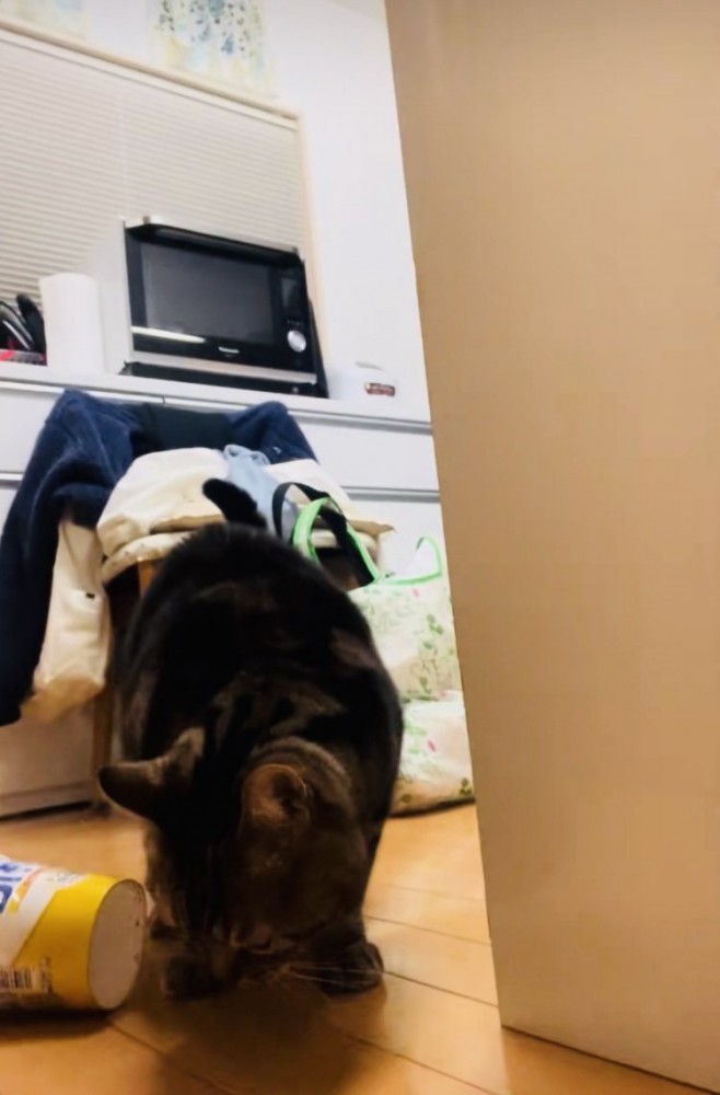 おやつを食べるアメリカンショートヘア