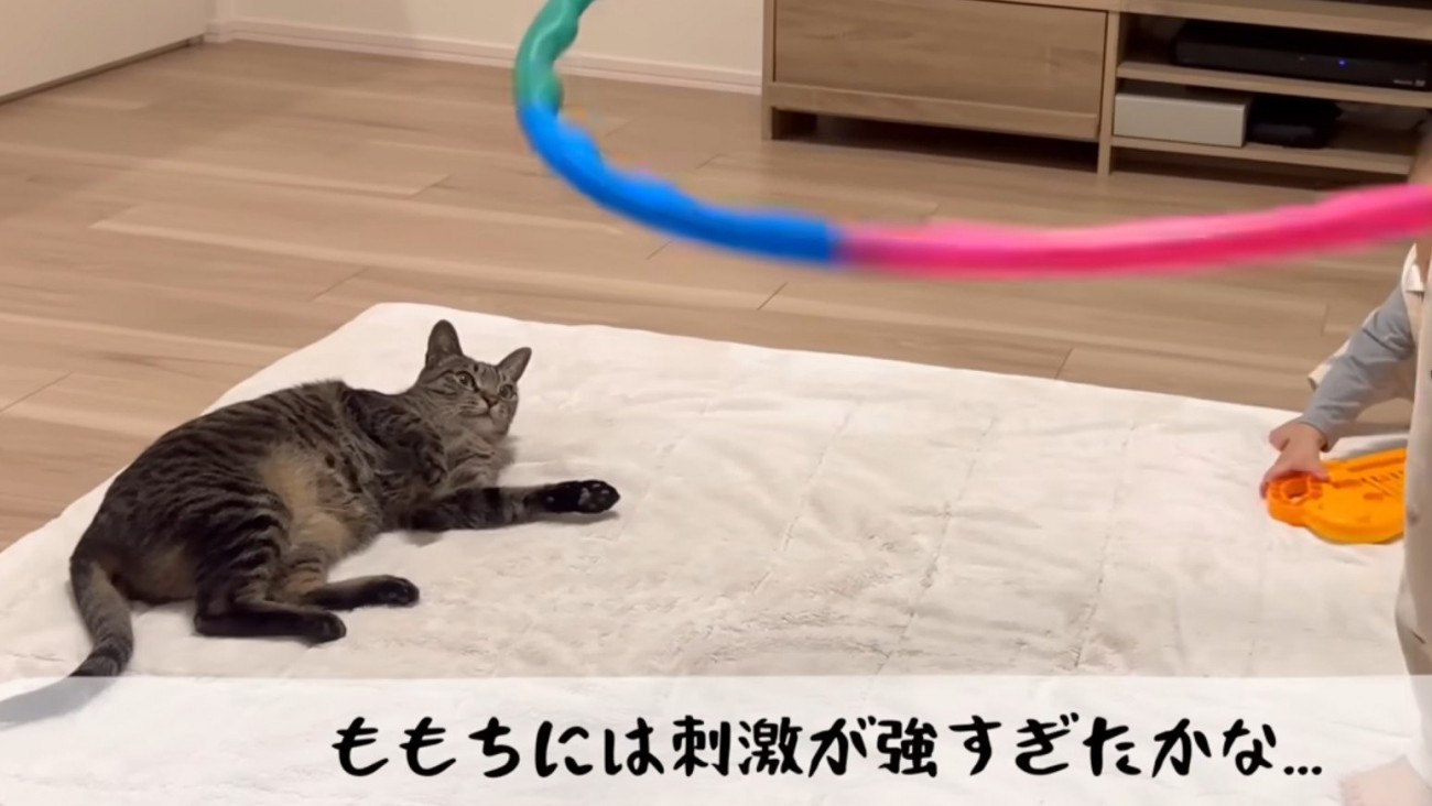 フラフープを見つめる猫