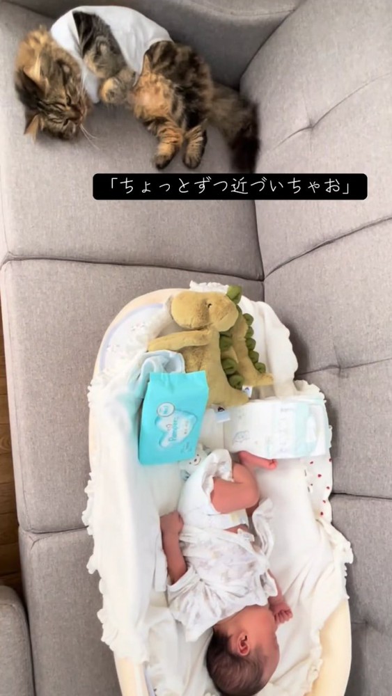 ソファーで寝る赤ちゃんと猫