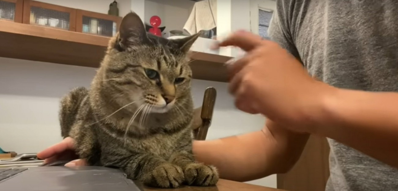 飼い主に甘える猫