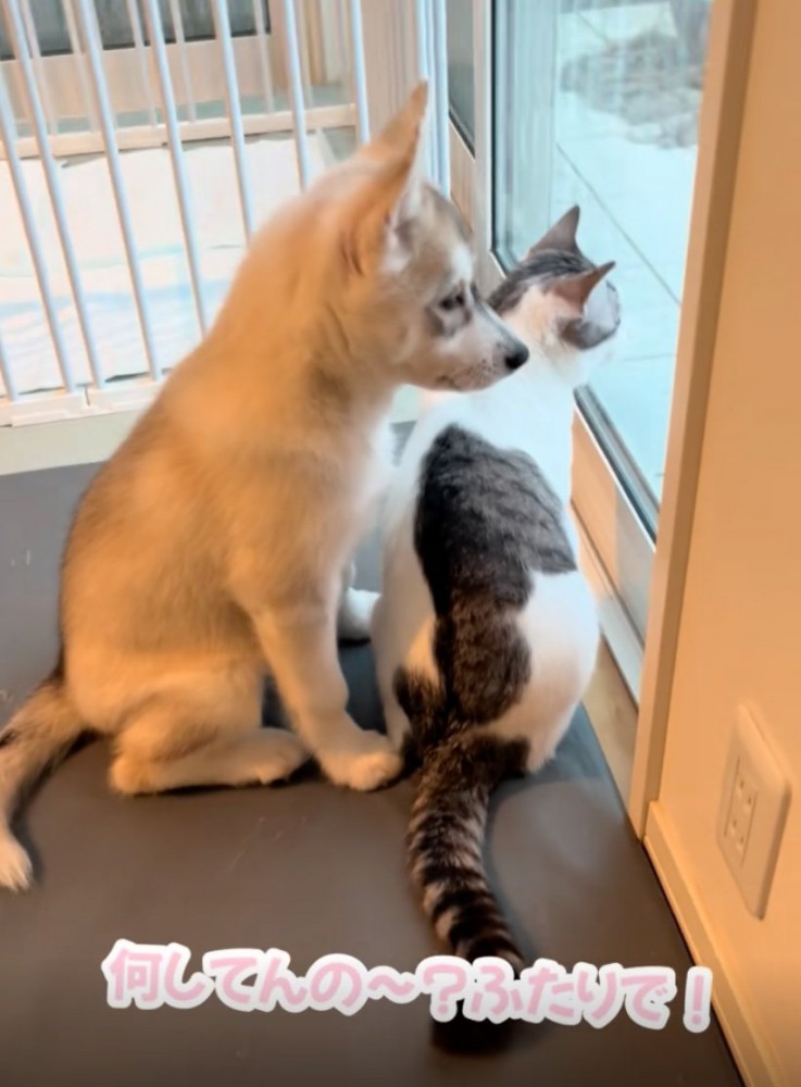 同じポーズの2匹