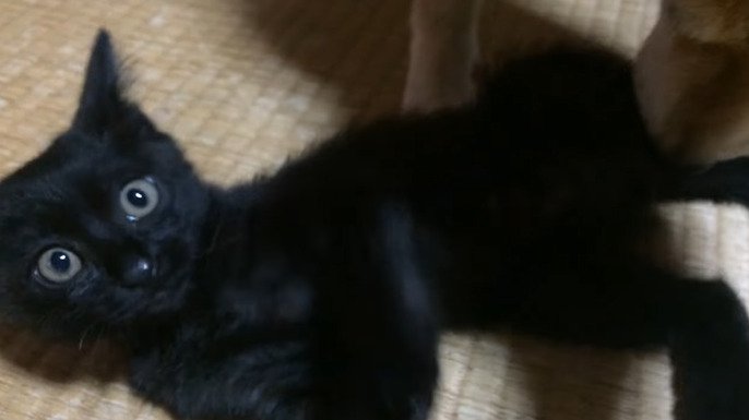 カメラ目線の子猫