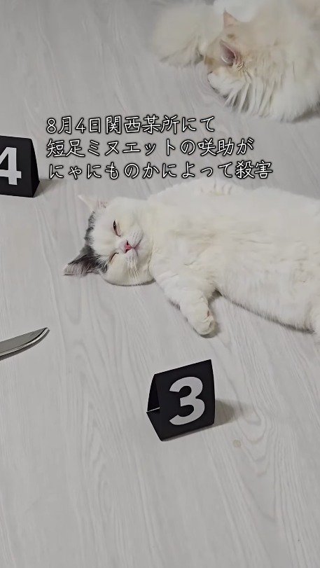 事件現場を模したスペースで眠る猫