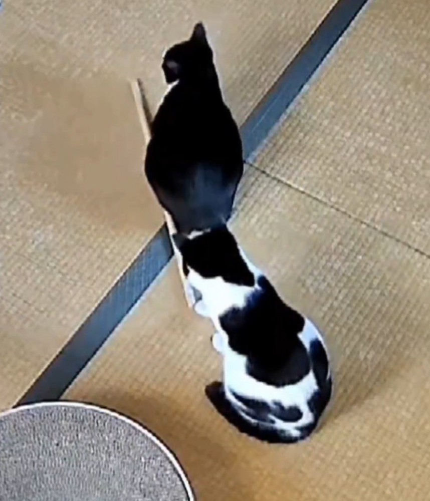 白黒猫が転がした木の棒が足に当たった兄猫