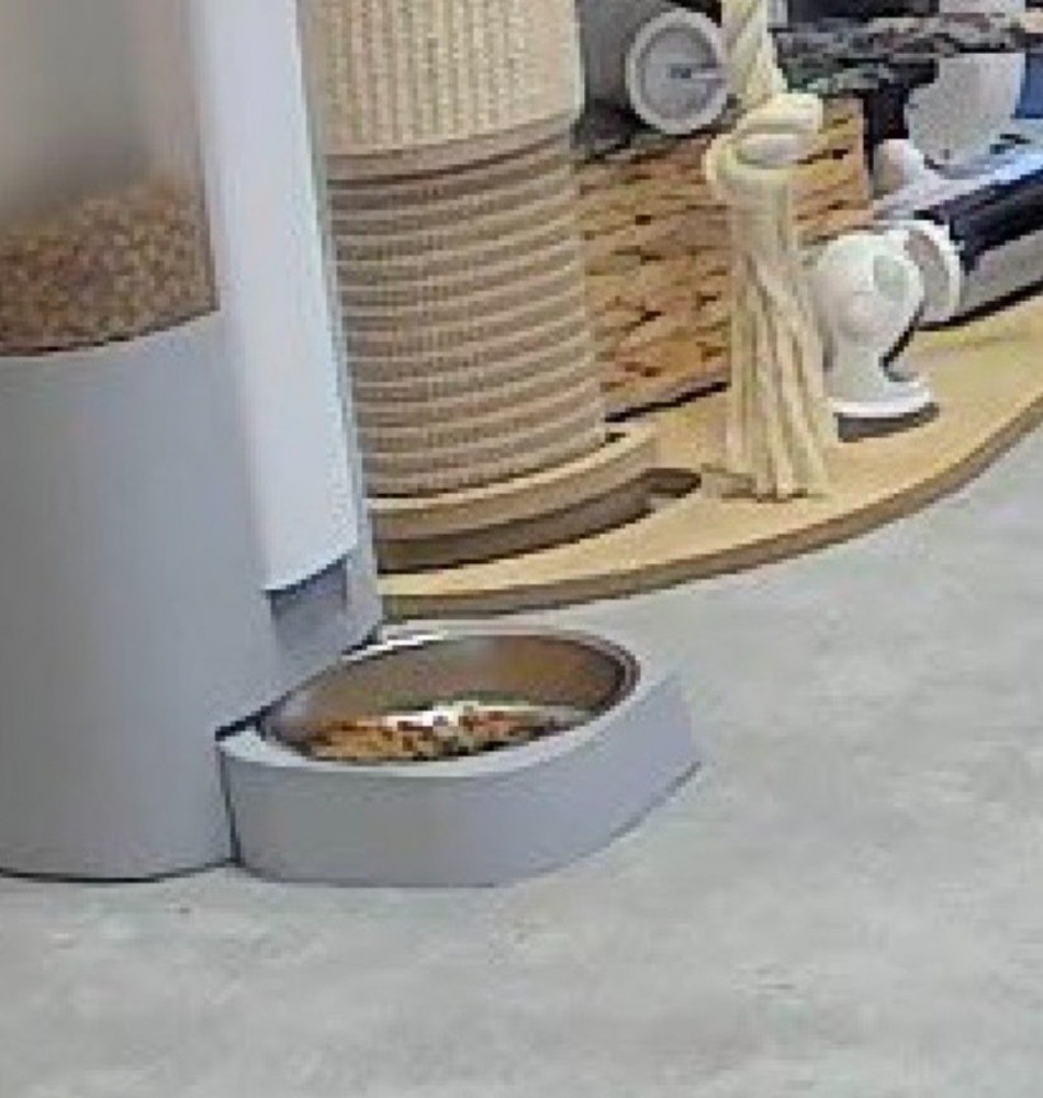 自動給餌器の前に置かれた、キャットフードの入った皿