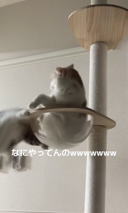 ボウルから落ちる猫