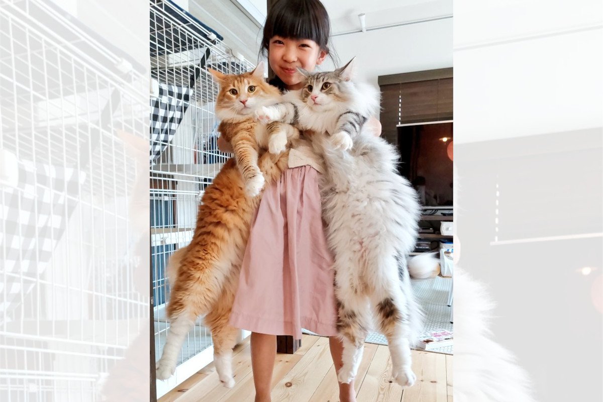これぞ両手に花!?大型猫を抱く娘ちゃんに…「みんなカワイイ♡」と大絶賛! | ねこちゃんホンポ