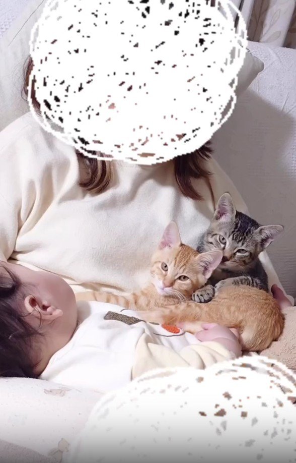赤ちゃんと2匹の子猫