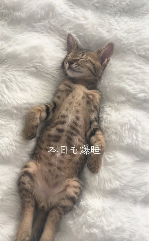 ソファの背もたれの隙間で寝ている子猫（全体後ろ足見切れ）