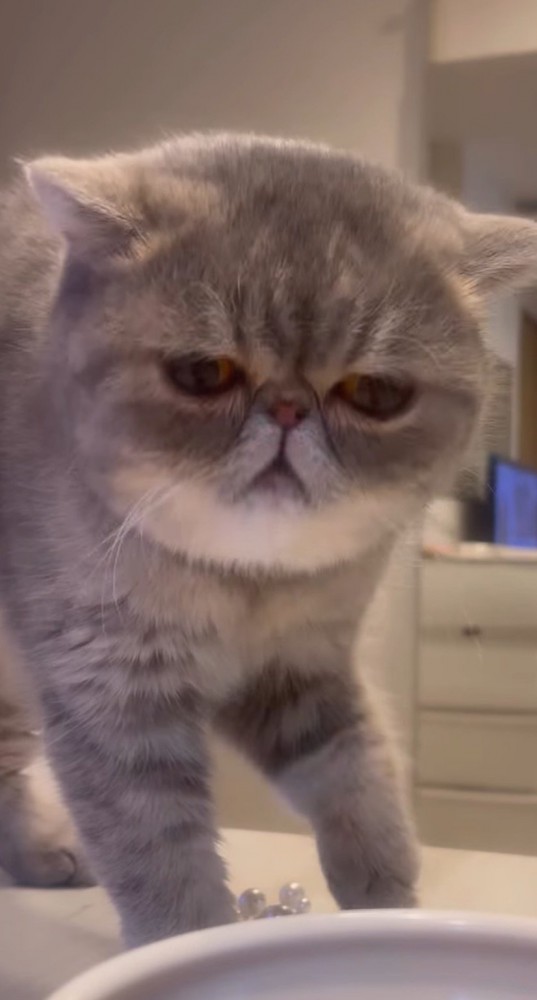 皿の中身を見つめる猫