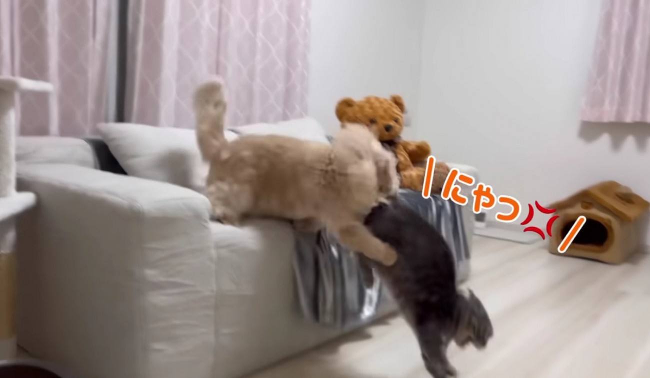 フランマさんがアクアさんを噛む