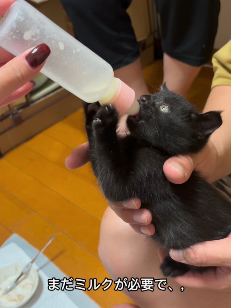 ミルクを飲む子猫の横顔