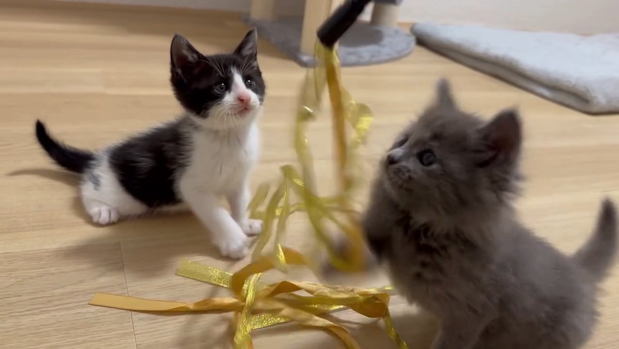 リボンのおもちゃで遊ぶ子猫たち