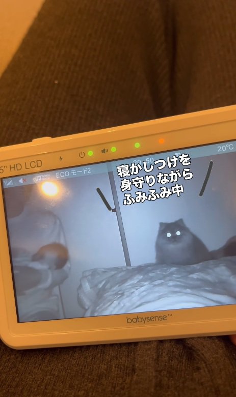 ベッドに乗る猫