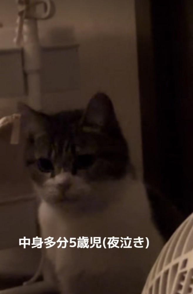 ママの布団の前で座るキジ白猫
