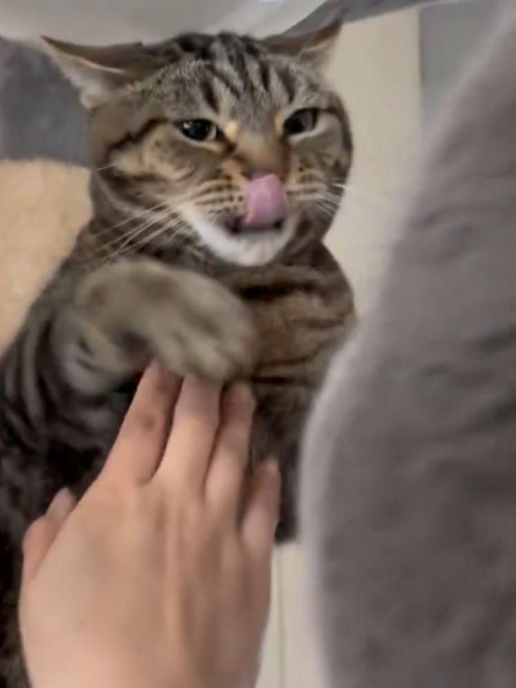舌をペロリと出しながら、飼い主に制止される猫