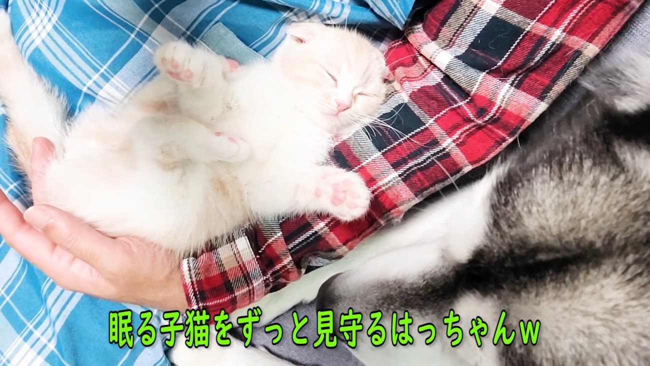 子猫を見ている犬