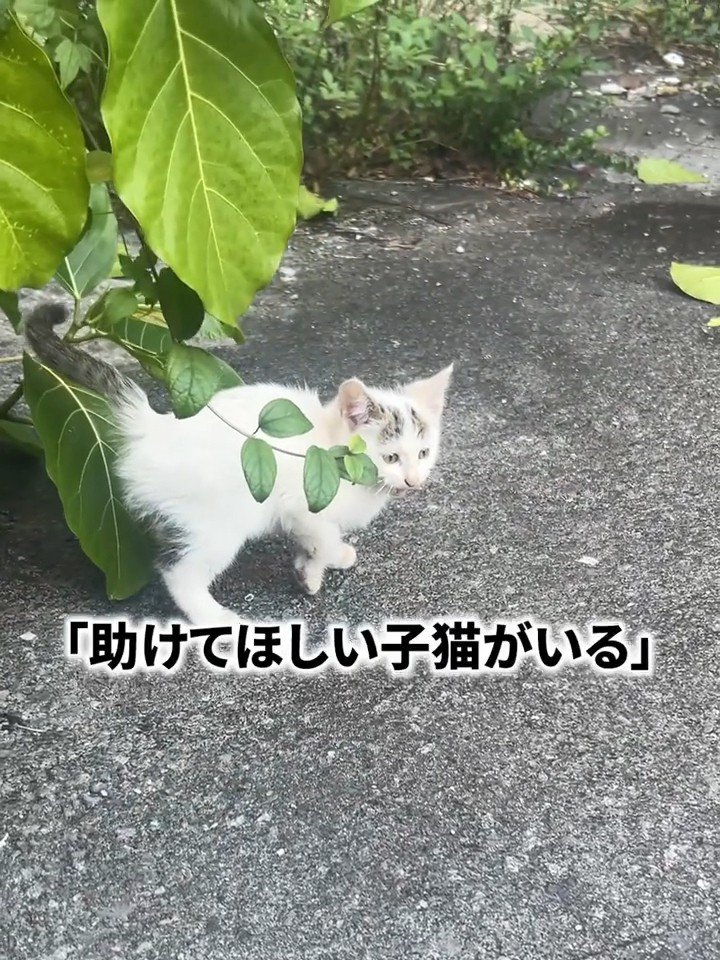 外で鳴いている子猫