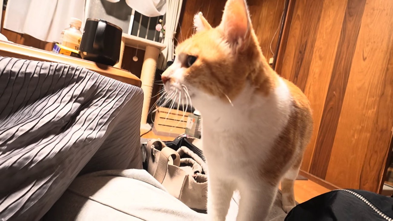コタツの横に立っている猫