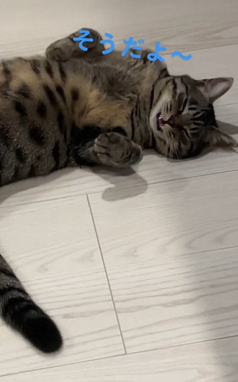 ろうかでへそ天で寝て鳴いている猫
