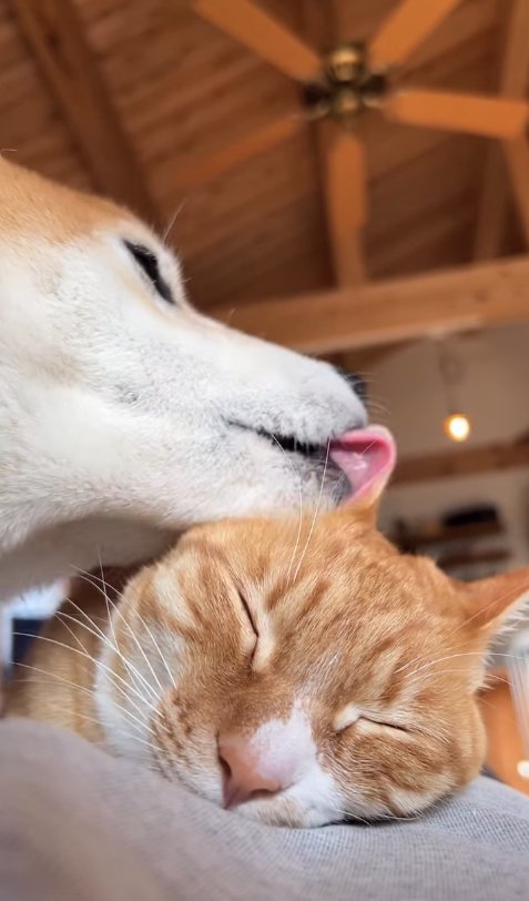 目を瞑って伏せている猫の耳を舐めている柴犬