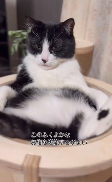 キャットタワーの上であおむけで寝ている猫