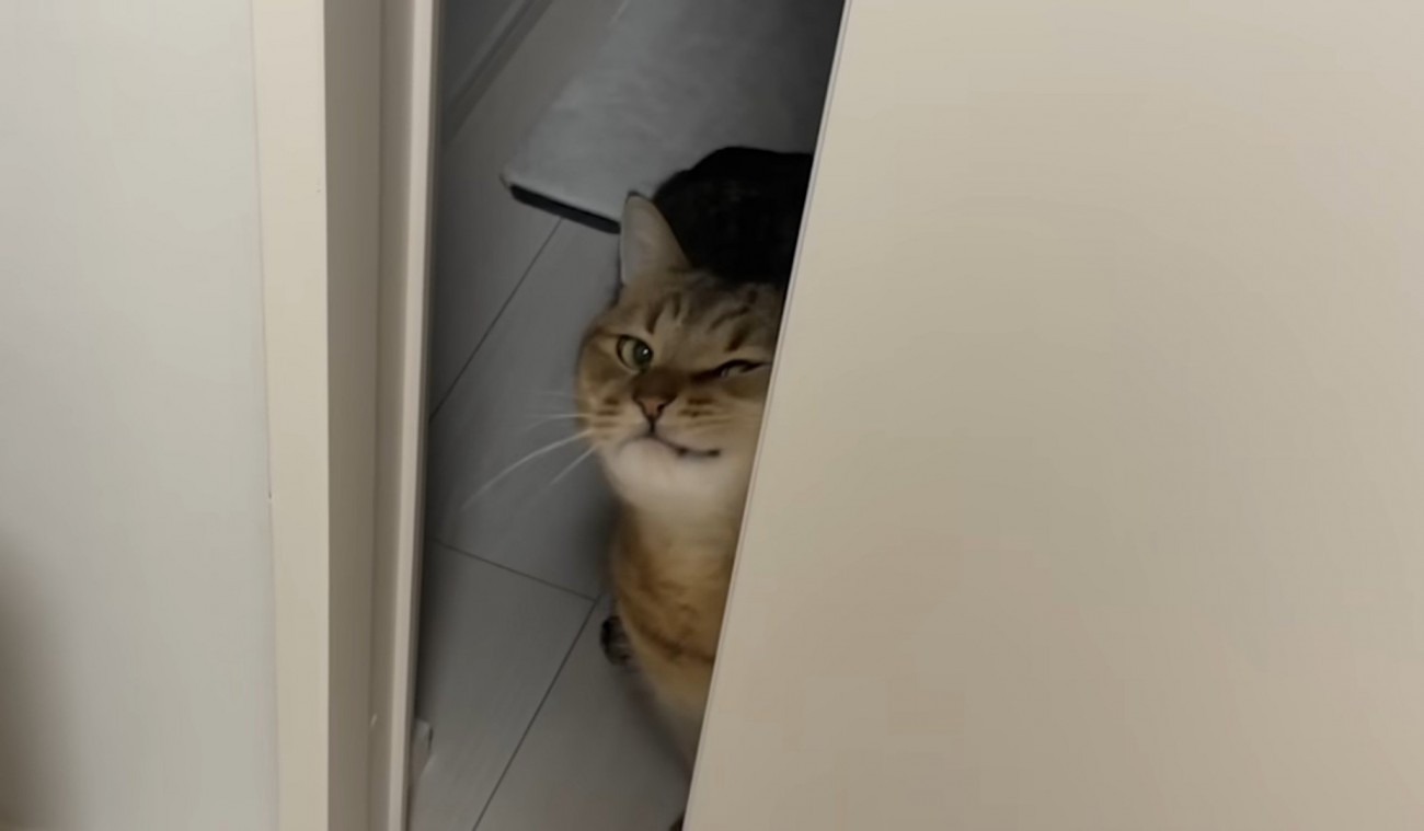 壁に顔をこすりつけるみにらくん