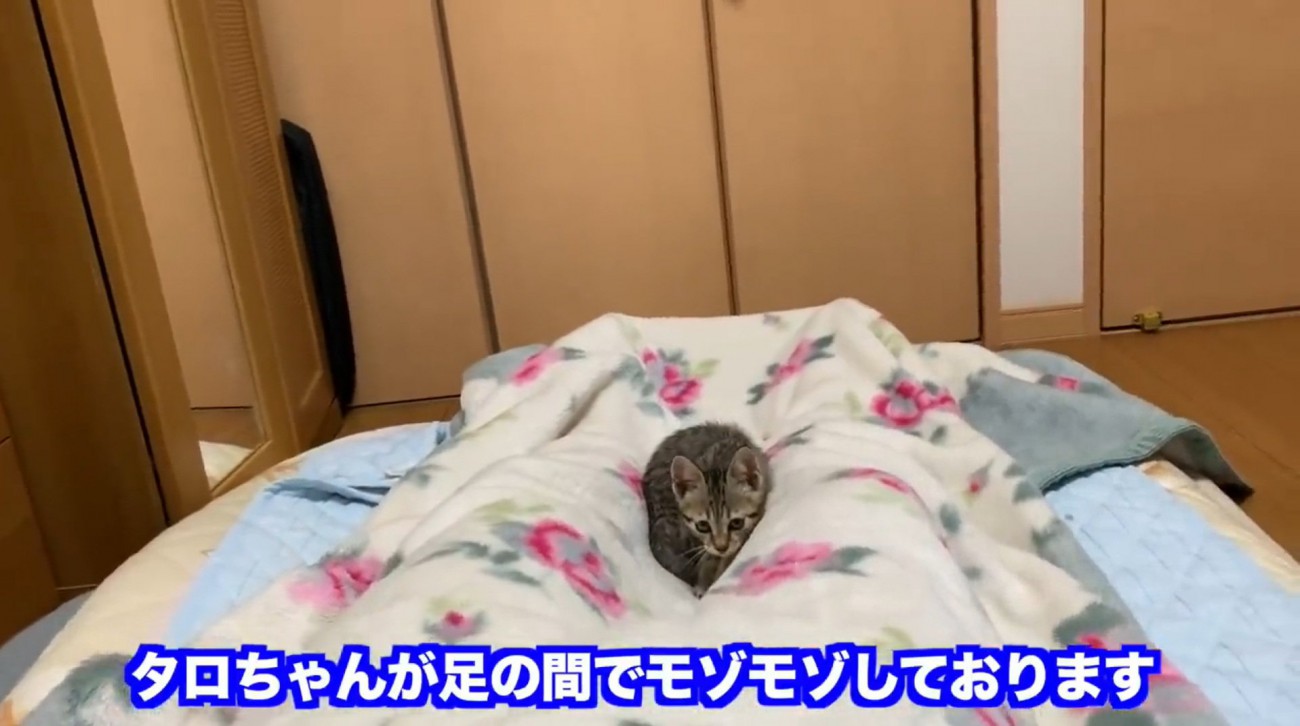 座っている猫