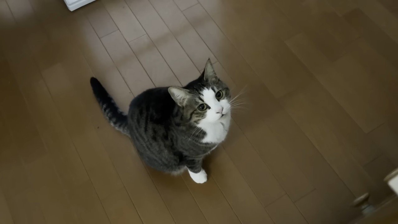 こちらを見上げて