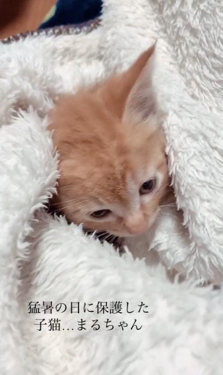 毛布にくるまれた子猫