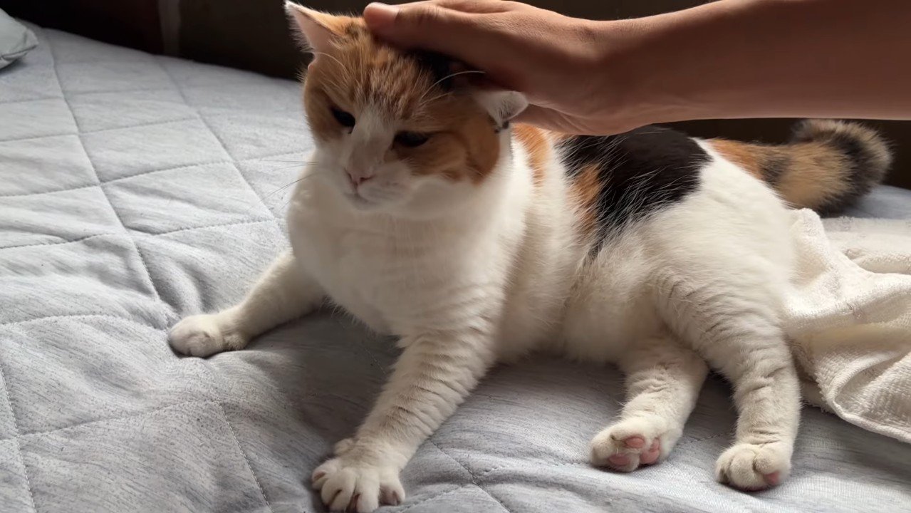 頭をなでなで