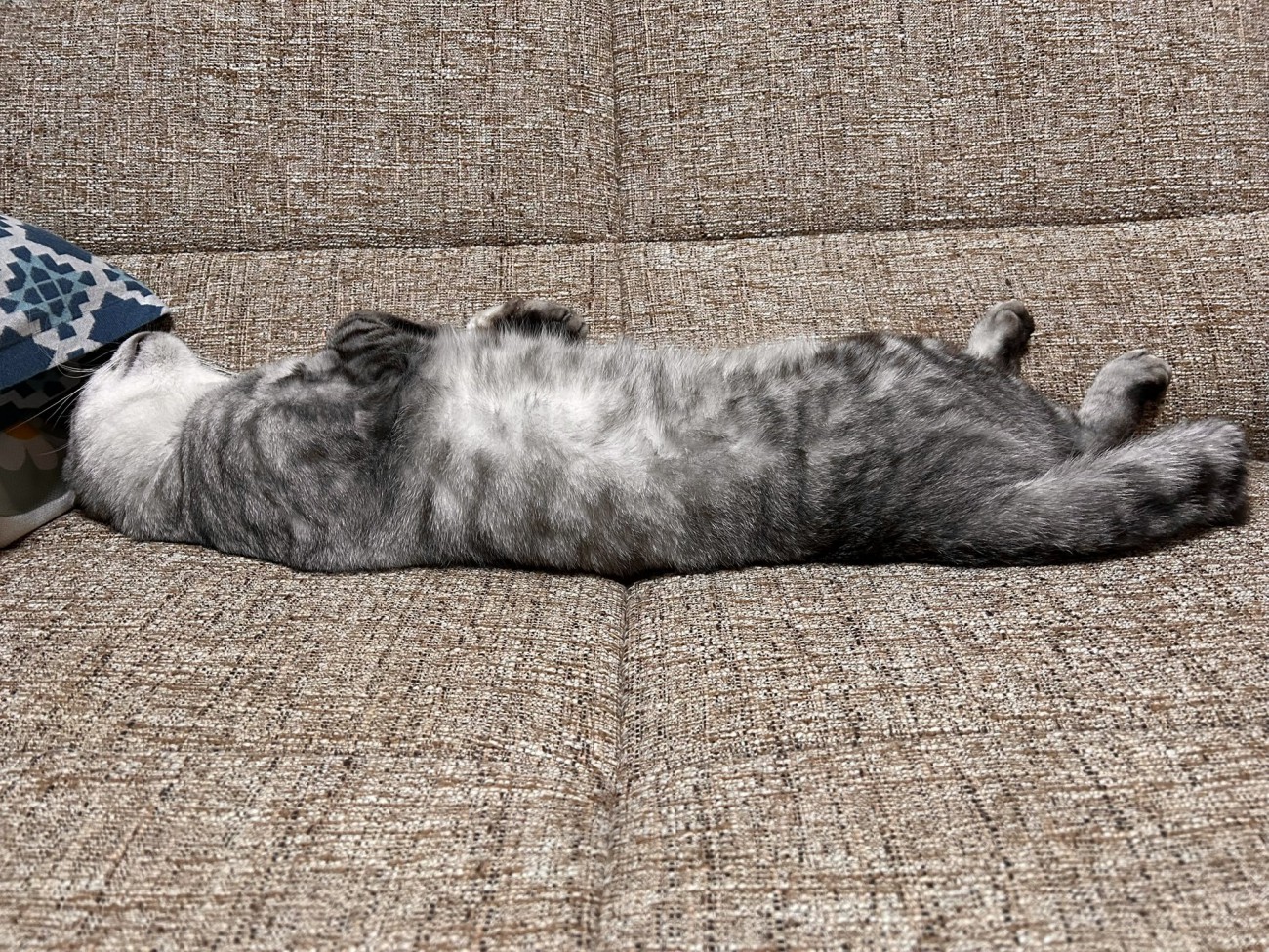 仰向けで寝る猫