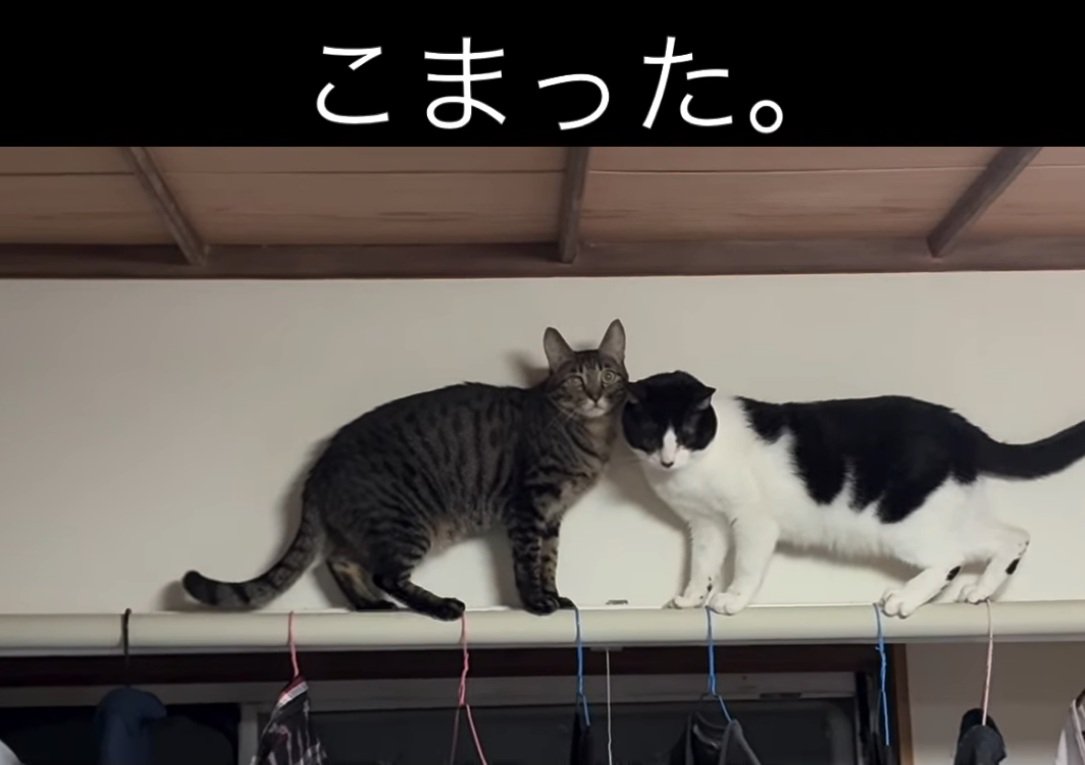 飼い主さんを見る猫