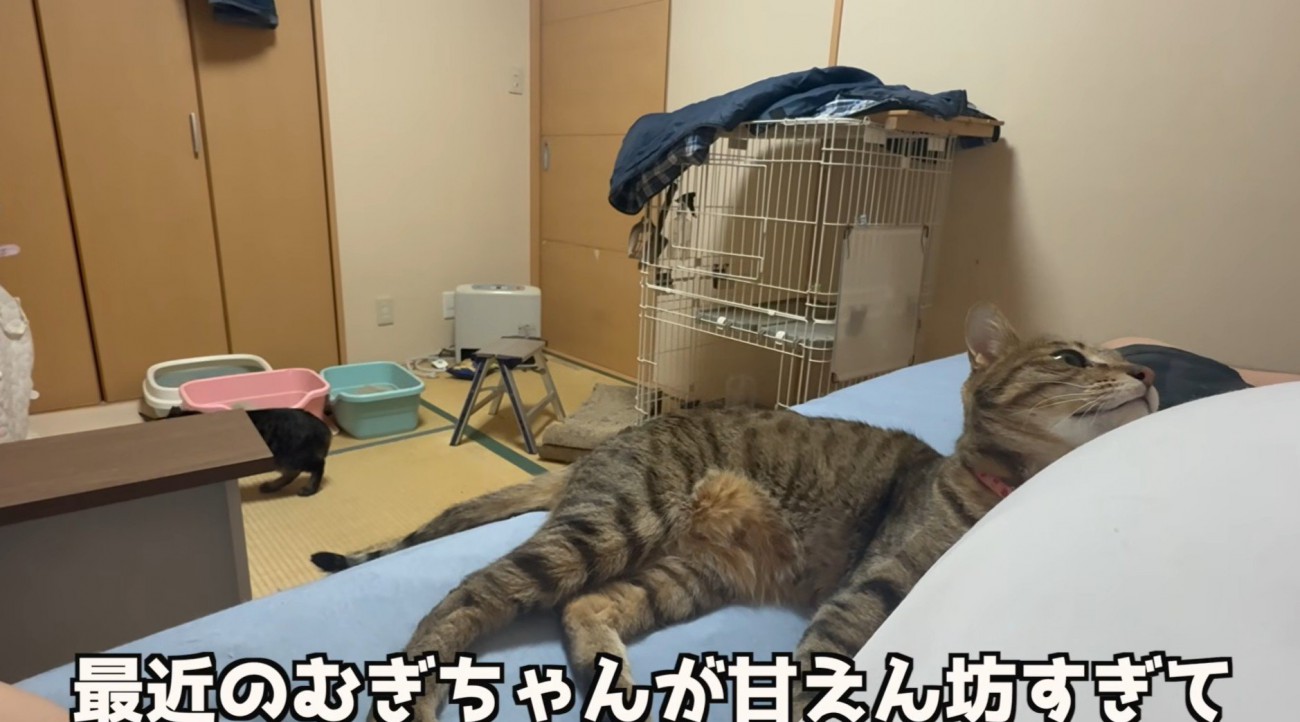 きじとら猫