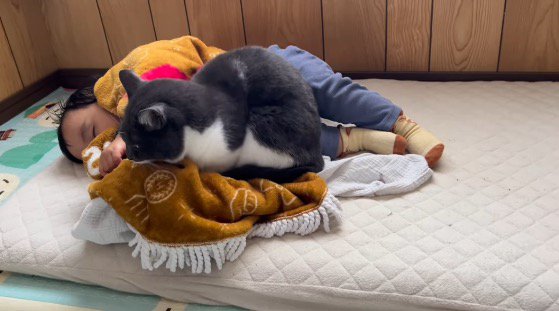 膝掛けの上に座る猫