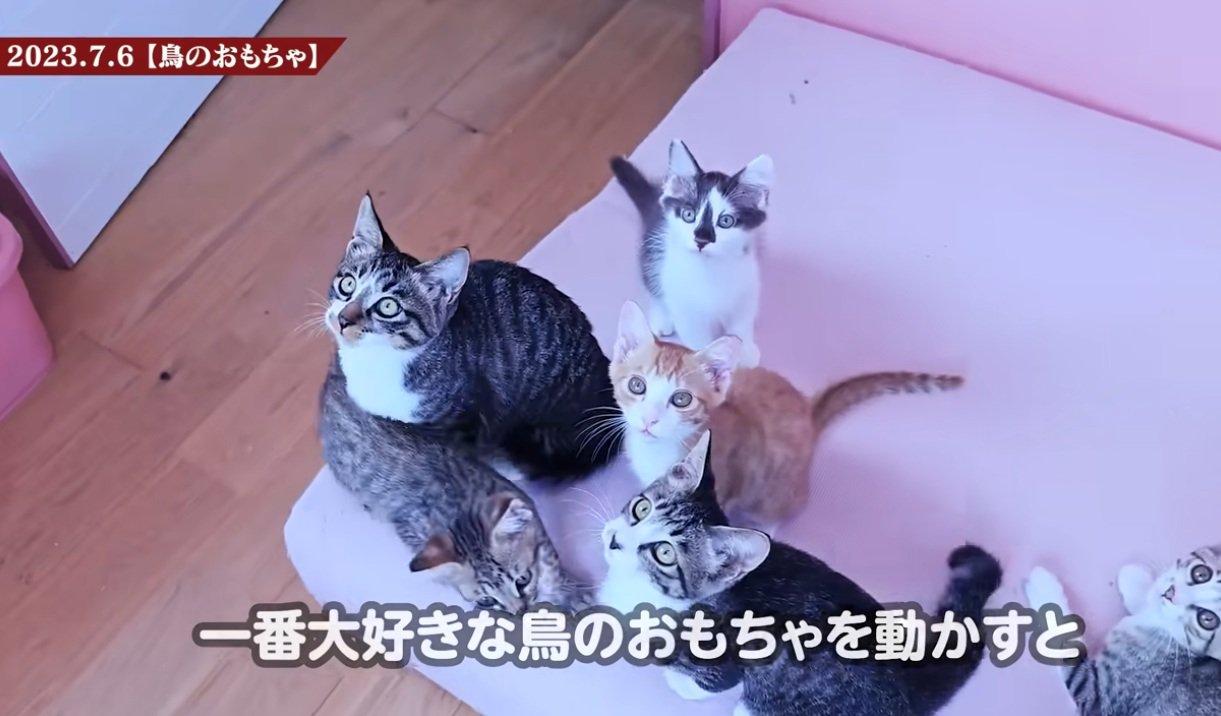 おもちゃを見上げる猫達