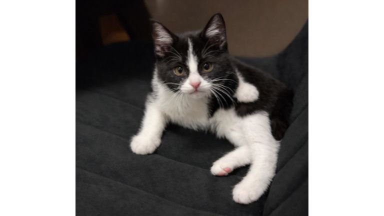 ソファーにいる猫