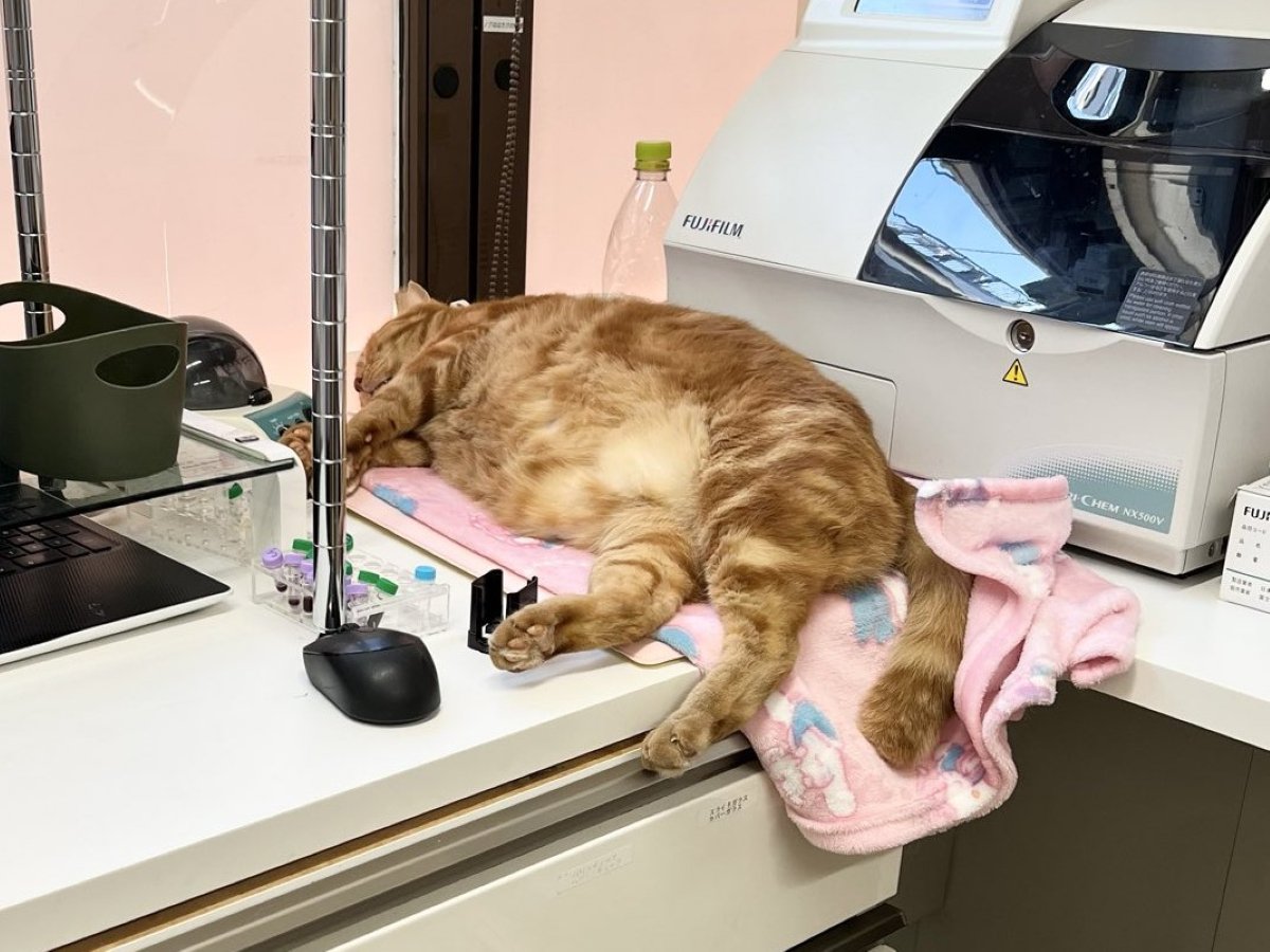 横向きで眠る茶トラ猫