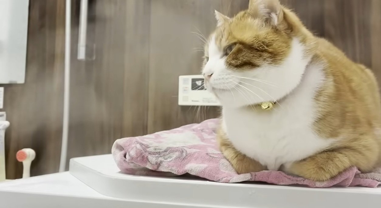 お風呂のそばに座っている猫