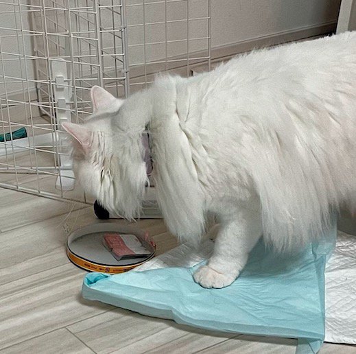 チーズのフタに顔を近づける白猫