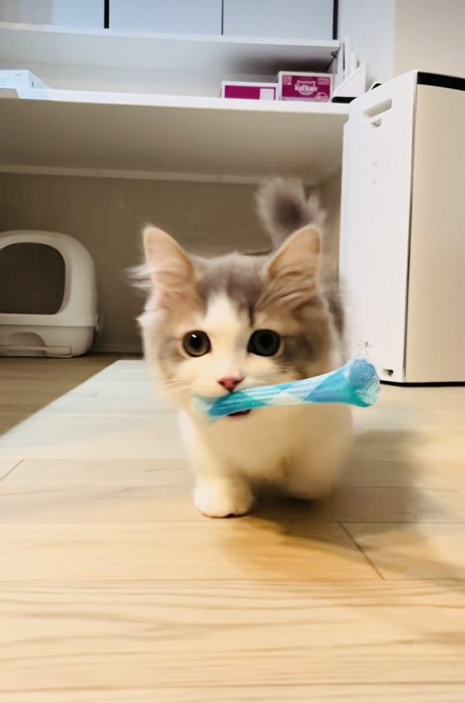 おもちゃをくわえて歩くミヌエット