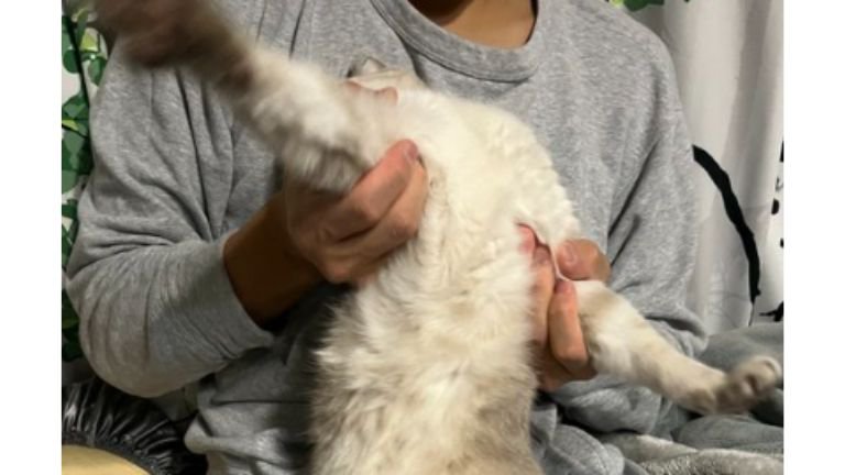 抱っこされている猫