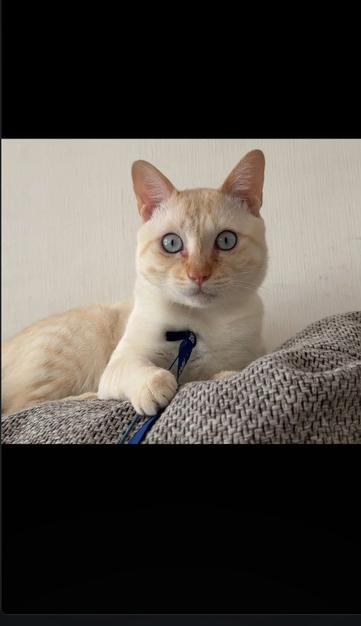 猫じゃらしで遊ぶ猫