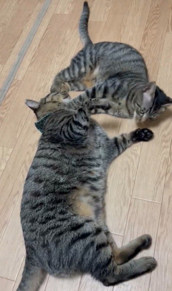 横たわる猫の顔を踏むようにする猫