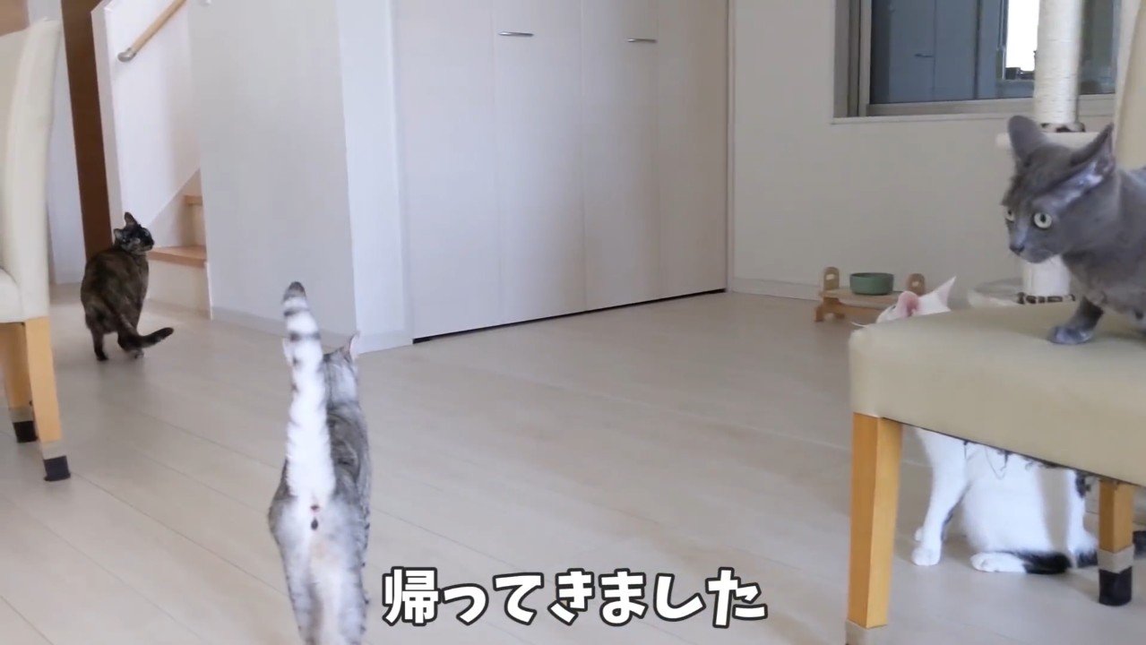 帰ってきました