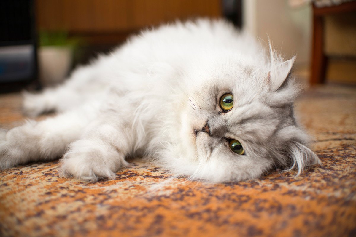 『毛が抜けやすい』とされている猫種4選 日常ケアの方法や健康管理のポイントも解説 | ねこちゃんホンポ