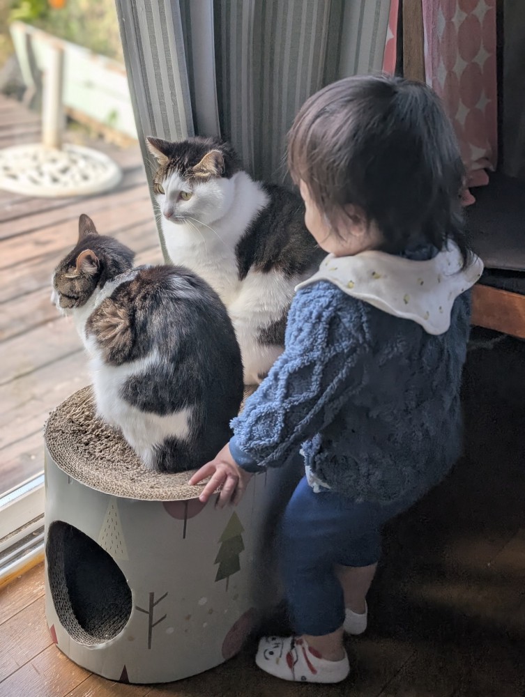 2匹のキジ白猫と子どもの後姿