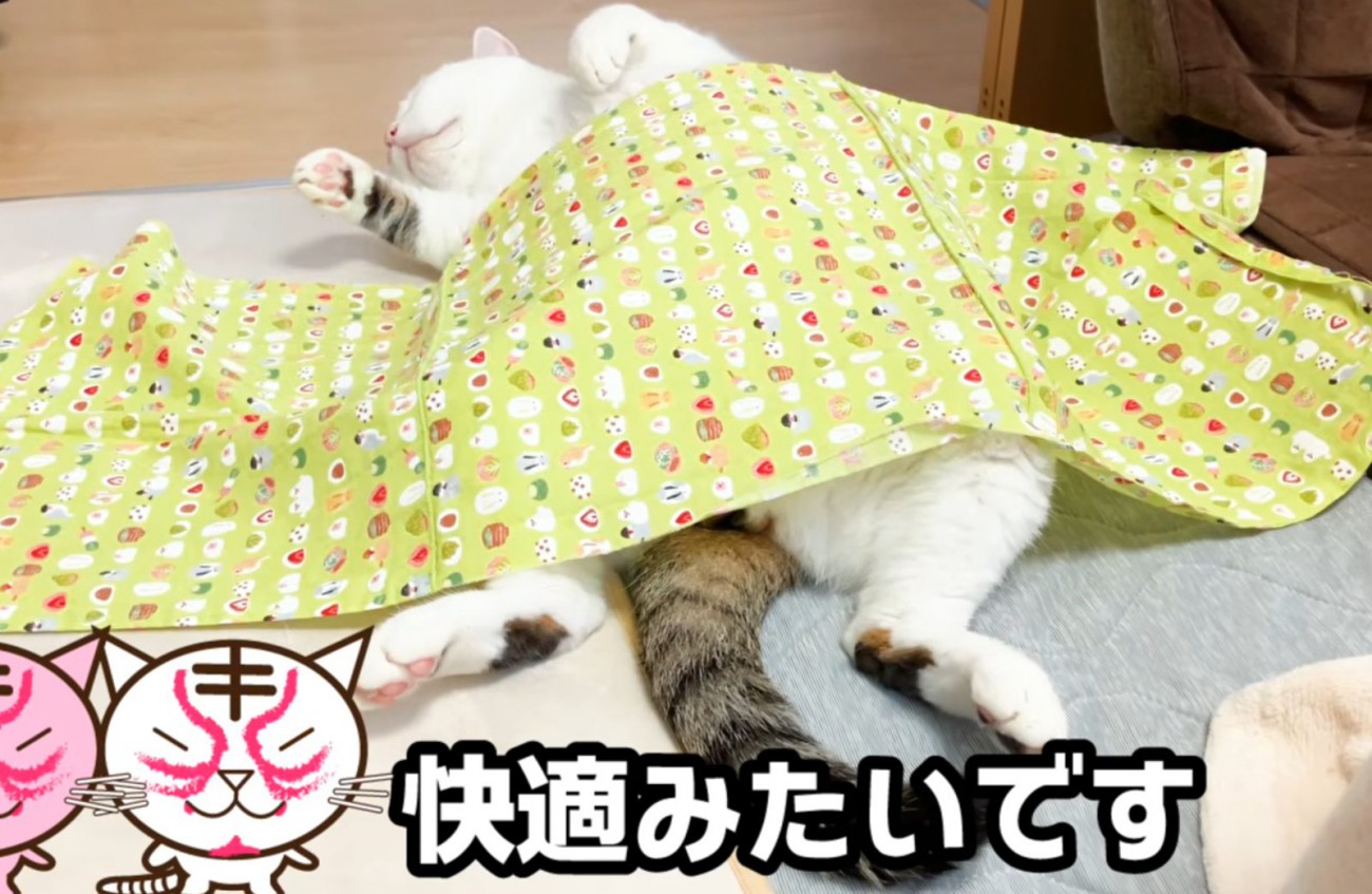 仰向けな猫（快適みたいです）