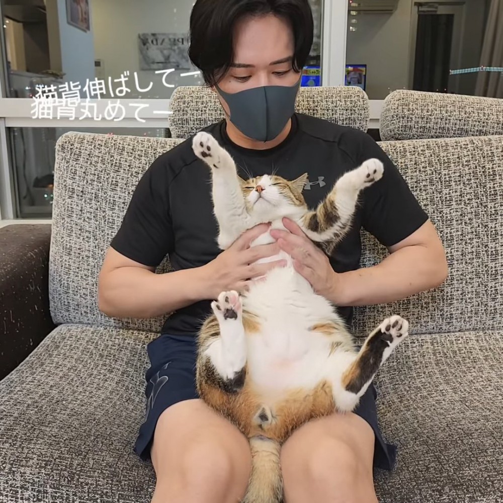 バンザイする猫